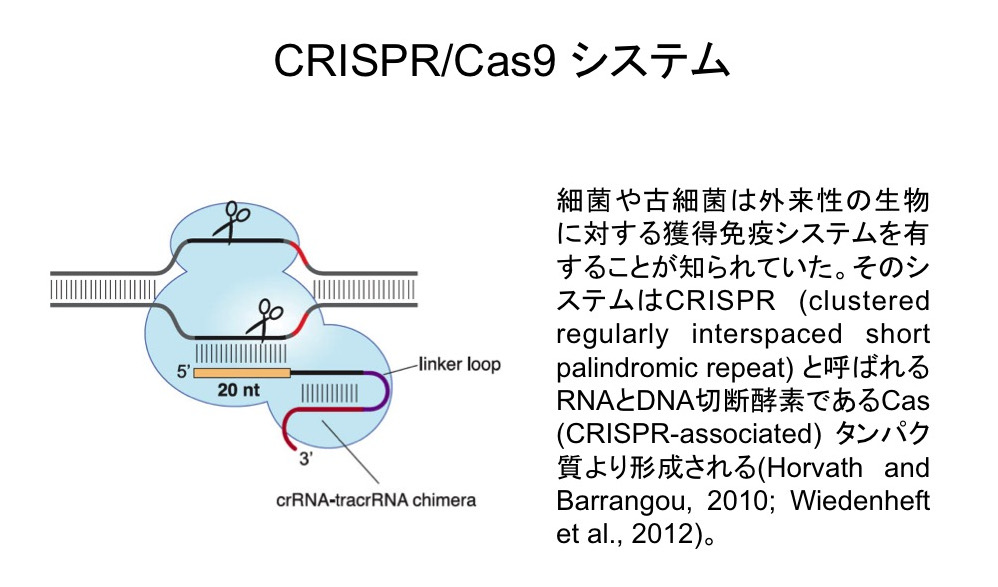 CRISPRシステム