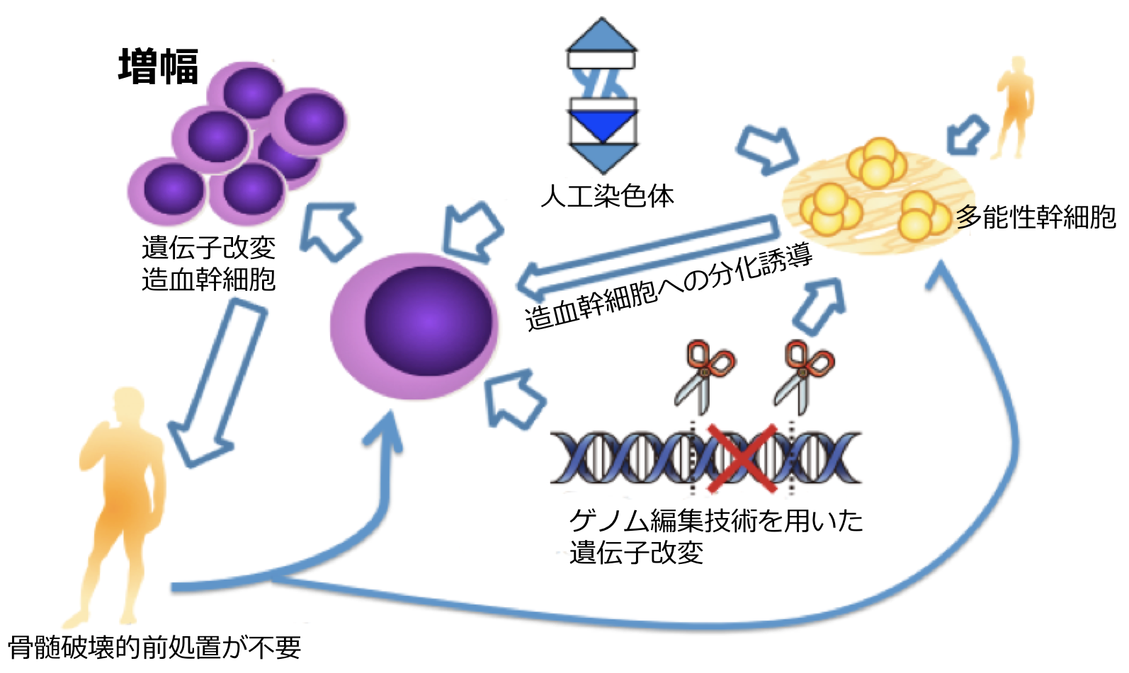 Hematopoietic stem cells